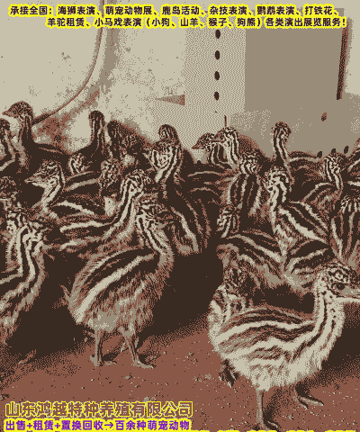 驼鸟卖多少钱一只