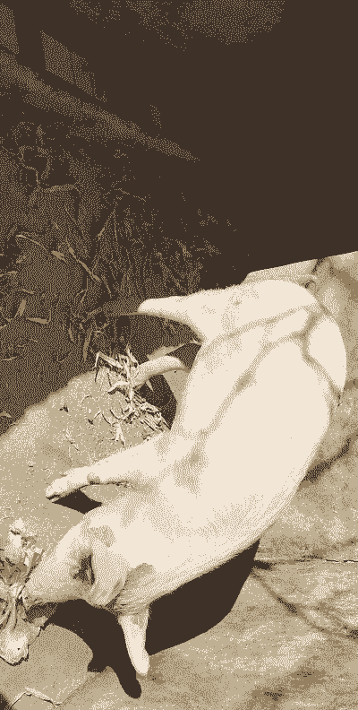 二年的猪最大有多少