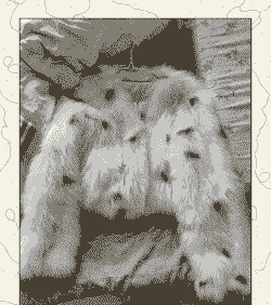 2020狐狸皮多少一张