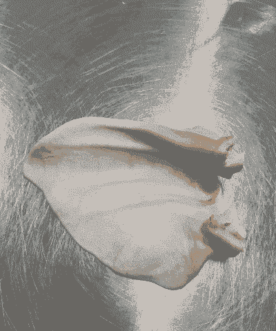 生猪耳朵多少钱一个