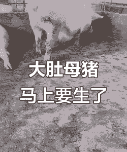 母猪产后太胖