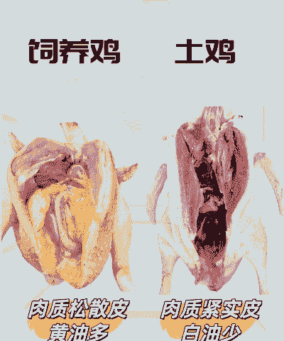 青麻鸡的料肉比是多少