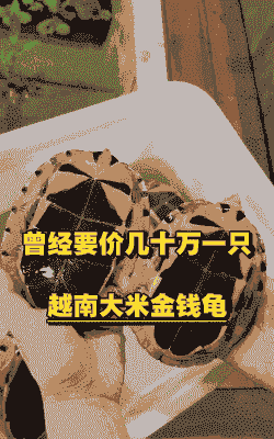 金钱龟能卖多少钱