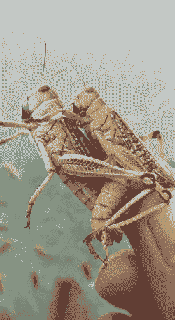 精品蝗虫多少钱一斤