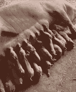 猪一窝产崽多少只