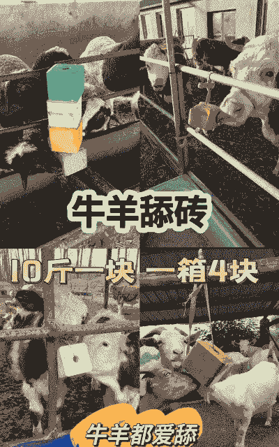 牛羊一天要多少舔砖