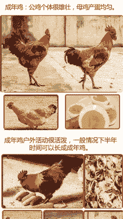 安徽鸡苗价格多少一只