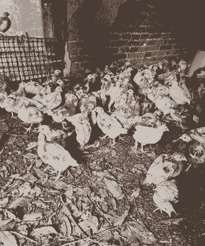 产蛋鸡多少钱一斤