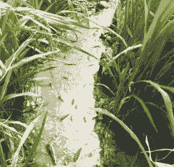 稻田每亩泥鳅能挣多少钱