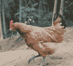 固始土鸡苗多少钱一只