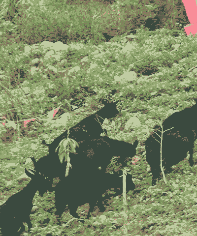 新疆黑羊多少钱一只