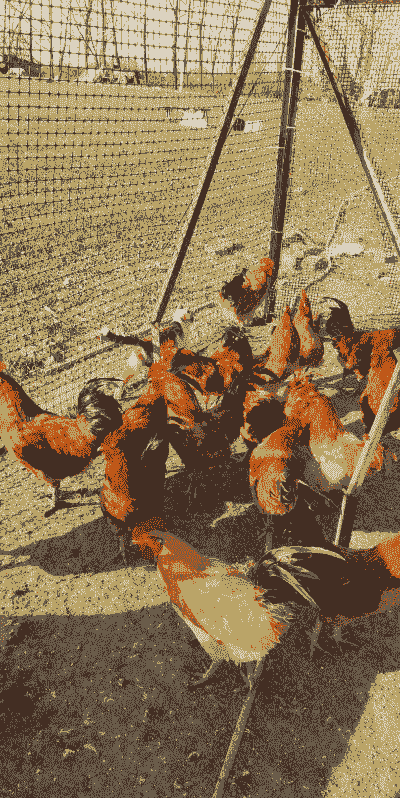 草公鸡苗多少钱一只