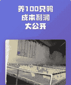 养100只鸭能挣多少钱