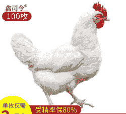 白羽鸡一年下多少蛋