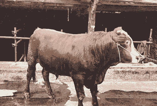 架子牛苗多少钱一头