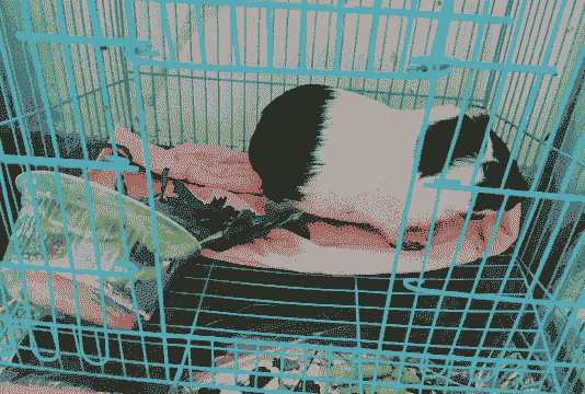 河南猪宠物多少钱一只