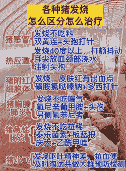 猪一般发烧用量多少合适