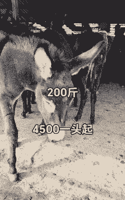 一头驴能长多少斤肉