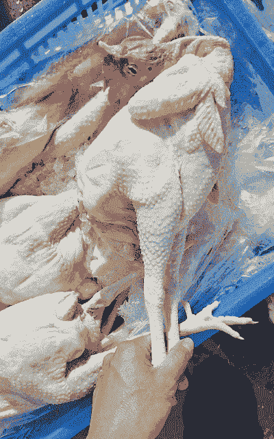 文昌鸡一般有多少斤