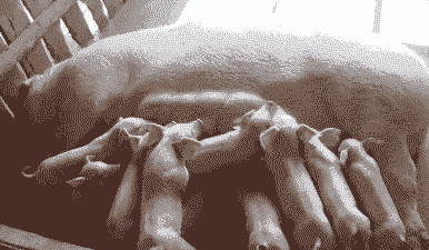 母猪一下子产多少仔猪