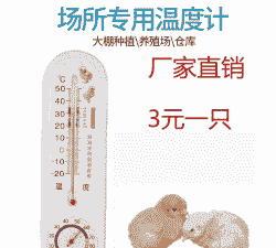 小鸡5天的温度是多少钱