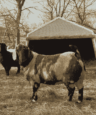 优质波尔山羊多少钱一只