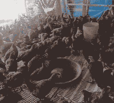 卖黑鸡多少钱一斤