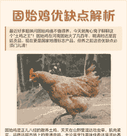 养固始鸡一只多少钱