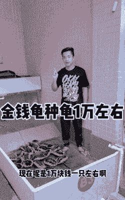 金石龟多少钱一只 价格