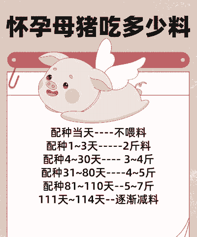 妊娠母猪一天吃多少斤料