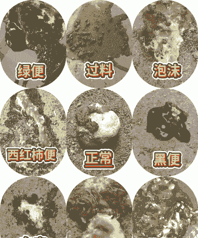 一只蛋鸡一天多少粪便