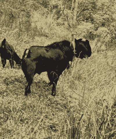 黑山羊一年多少斤