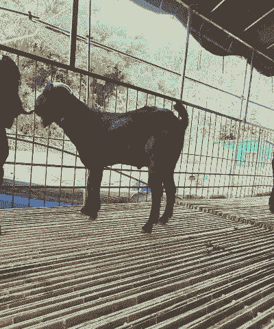 努比亚种羊多少钱一只