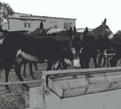 养20头肉驴投资多少钱