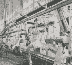 生猪屠宰线一条多少钱