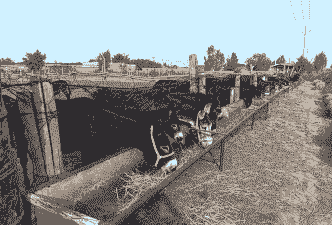 肉驴养殖厂投资多少钱