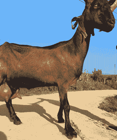 红鹿奶山羊一只多少钱