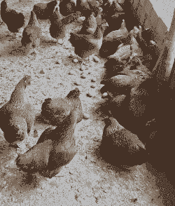 纯土鸡一年产多少蛋