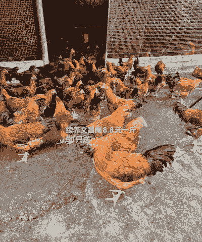 养阉鸡成本多少钱一斤