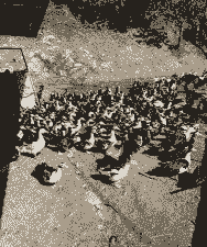 养一只火鸭的利润是多少