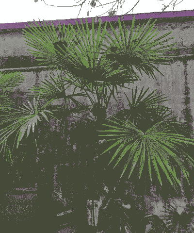 十五年的棕榈树多少钱