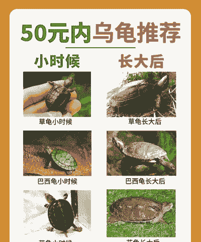 金钱龟多少钱一只合适