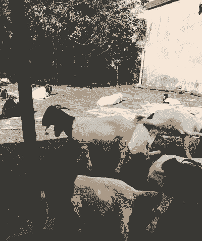 新疆大耳羊多少钱一只