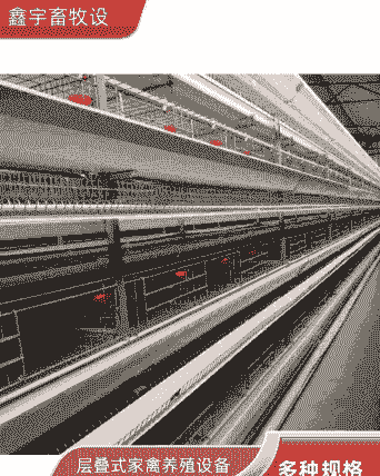 三层肉鸡笼养能养多少鸡