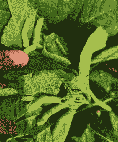 养殖豆虫一亩投资多少钱