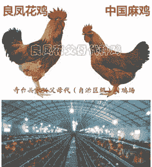 父母代鸡苗一套是多少只