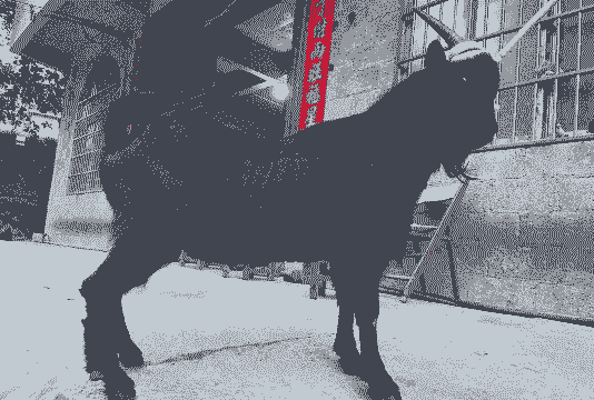 黑山羊种羊多少钱一个