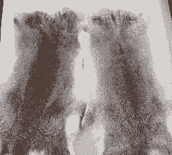 今年獭兔皮子多少钱一张