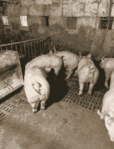 用草料喂猪一年有多少斤