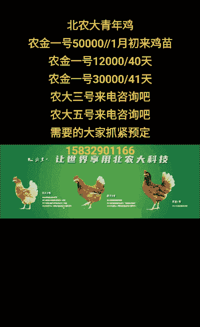 一个青年鸡成本多少钱